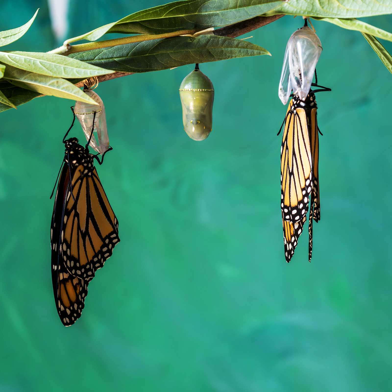 TRANSFORM-TO-PERFORM-freepik