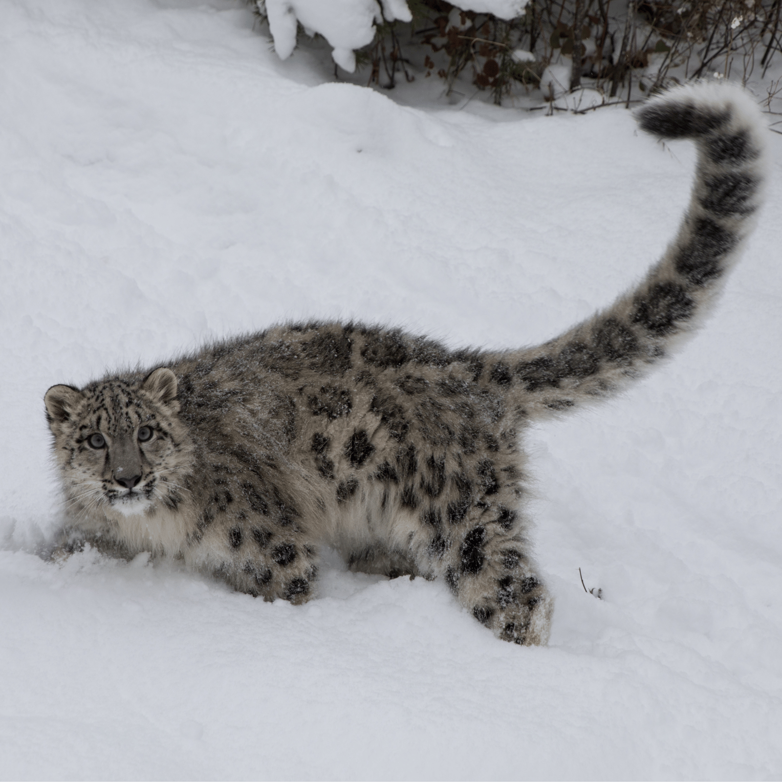 snow leopard, Spiti valley