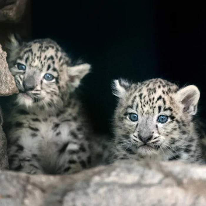snow leopard tour in spiti valley c;ose up pic of 2 snow leopard cubs