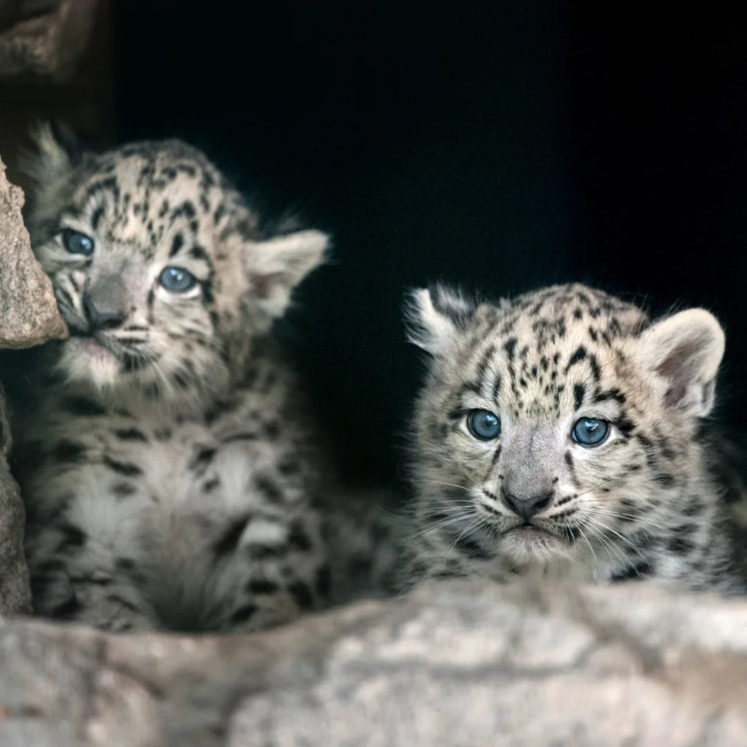 snow leopard tour in spiti valley c;ose up pic of 2 snow leopard cubs