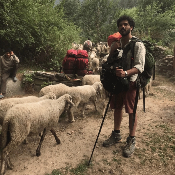 burnout recovery holiday at vanvaas in Soil Village, Manali shepherd with sheep in Soil Village, Manali, HP, India