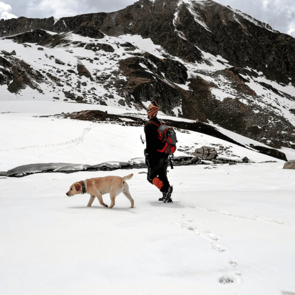 mountain of the broken lake trek (1) dog with mountain guide walking on snow on the mountain of the broken lakes trek