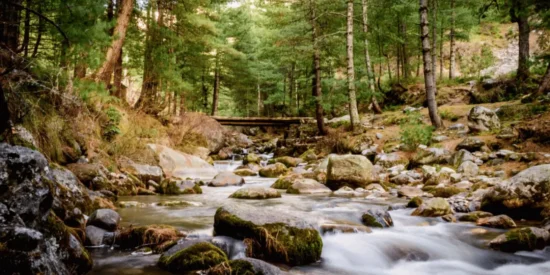 a gushing stream in VanVaas, Soyal Village, Manali